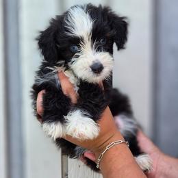 Mojito - Black tri-color female Aussiedoodle puppy in Lithia, Florida from Waterford Doodle Farm