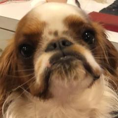 English Toy Spaniels from Kerry Betts' English Toy Spaniels