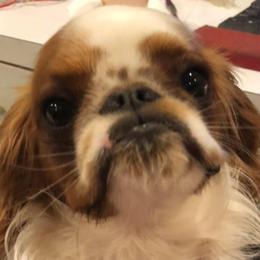 English Toy Spaniels from Kerry Betts' English Toy Spaniels
