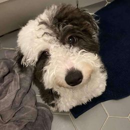 Beatrice - Sheepadoodle