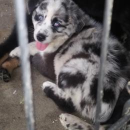 Australian Shepherd Puppies from Vortex Australian Shepherds