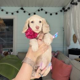 Dachshund Puppies from Dachshundly Perfect