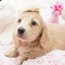 Goldilocks - Cream female Dachshund puppy in Big Rapids, Michigan from 30 Acre Woods Dachshunds
