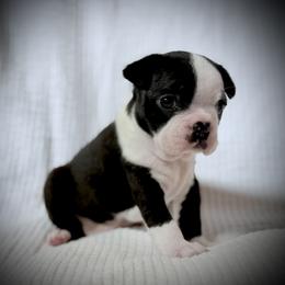 Girl 2 - female Boston Terrier puppy in Edgewater, Florida from Bluewater Bostons