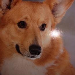 German Shepherd and Pembroke Welsh Corgi Puppies from Ruby's German Shepherds/Corgi's