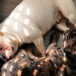 Bernedoodles, French Bulldogs, Miniature Pinschers, and Poodles from French Pinsch Mi Doodle Kennels