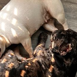 Bernedoodles, French Bulldogs, Miniature Pinschers, and Poodles from French Pinsch Mi Doodle Kennels