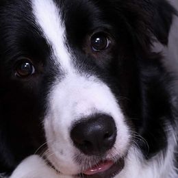 Dako - Border Collie