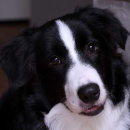 Dako - Border Collie