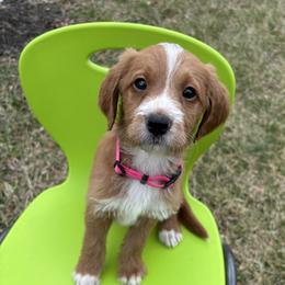 Pearl - Chocolate female Labradoodle puppy in Beltsville, Maryland from Praveen's Labradoodles