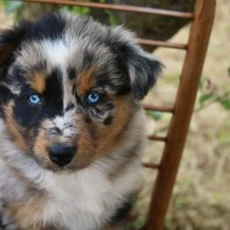 Australian Shepherd Puppies from Hillside Aussies
