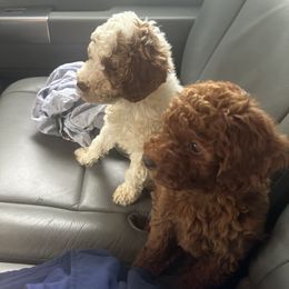 Goldendoodle Puppies from Providence Ranches