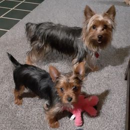 Yorkshire Terriers from Roscoe Yorkies