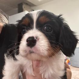 Bayou - Tri-color male Cavalier King Charles Spaniel puppy in Port Barre, Louisiana from Bayou Cavaliers