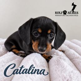 Catalina - Brown Collar - Black and tan female Dachshund puppy in Kemp, Texas from Koli Acres