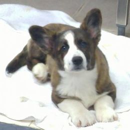 Cardigan Welsh Corgi Puppies from Dragonfly Cardigans