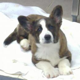 Cardigan Welsh Corgi Puppies from Dragonfly Cardigans