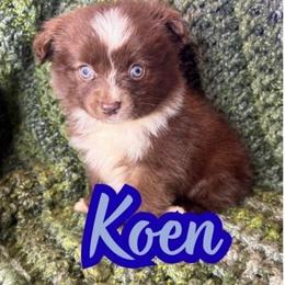 Koen - Red tri male Toy Australian Shepherd puppy in Union Grove, North Carolina from Grove Farm