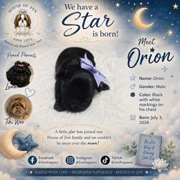 Orion - Black and white male Shih Tzu puppy in Mesa, Arizona from House of Zen Shihtzus