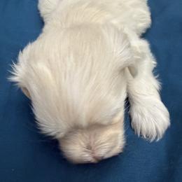 Marley - Cream male Maltipoo puppy in Dade City, Florida from Watkins Maltipoo's