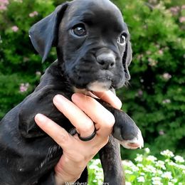 Boxer Puppies from Winchester Boxers