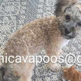 Cavapoos, Maltipoos, and Poodles from Gemini's Cavapoos