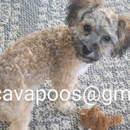 Cavapoos, Maltipoos, and Poodles from Gemini's Cavapoos