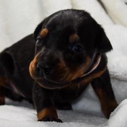 Doberman Pinscher Puppies from Indah Lux Dobermans