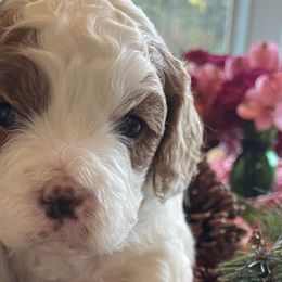 Cavapoos from Cavapoos of NorCal