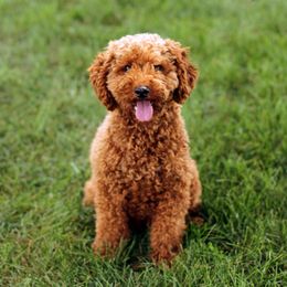 Jack Russell Terriers, Parson Russell Terriers, Poodles, and Whoodles from Blue Skies Terriers