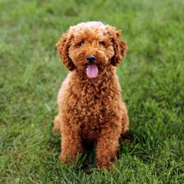 Jack Russell Terriers, Parson Russell Terriers, Poodles, and Whoodles from Blue Skies Terriers
