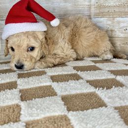 Quill - Cream male Goldendoodle puppy in Litchfield, Connecticut from Gracie Doodles CT
