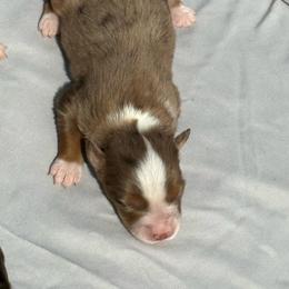 Latte - Red merle female Miniature Australian Shepherd puppy in Marion, Michigan from Highland Hills Mini Aussies