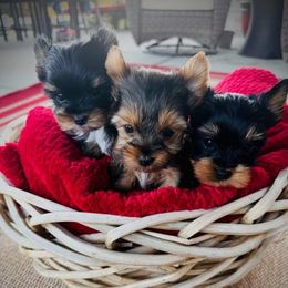Yorkshire Terriers from Campocalipups