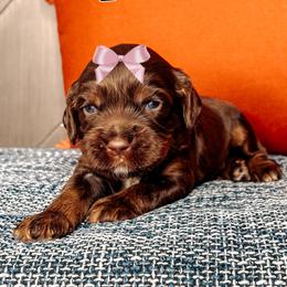 Urlacher - Chocolate female Australian Labradoodle puppy in Decatur, Alabama from Southern Meadows Doodles