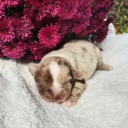 Daffy - Red merle female Miniature Australian Shepherd puppy in Sandown, New Hampshire from Ashby Lou Aussies