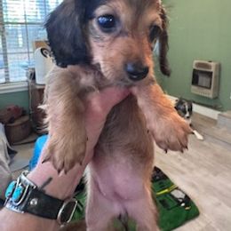 Female 1 - Chocolate and tan female Dachshund puppy in Brandon, Mississippi from Cane Creek Doxies