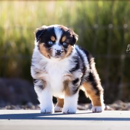 Thalia - Blue merle female Miniature Australian Shepherd puppy in Herriman, Utah from Painted Blue Aussies