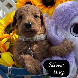 Sammy (Silver) - Cream male Goldendoodle puppy in Miami, Florida from Katy's Toy Poodles