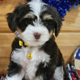 Poodles from Meadowbrook Poodles