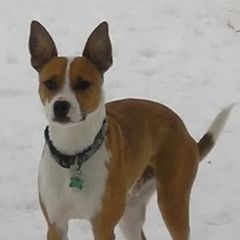 Border Collies, Sporty Mixes, Staffordshire Bull Terriers, and Whippets from Painted Stars Farm