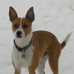 Border Collies, Sporty Mixes, Staffordshire Bull Terriers, and Whippets from Painted Stars Farm