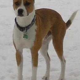 Border Collies, Sporty Mixes, Staffordshire Bull Terriers, and Whippets from Painted Stars Farm