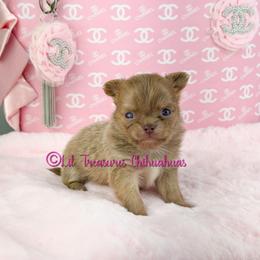 Columbus - Fawn male Chihuahua puppy in Anderson, South Carolina from Lil Treasures Chihuahuas
