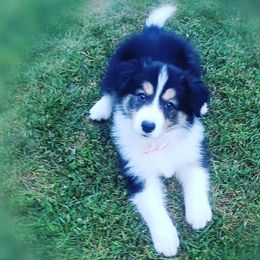 Border Collie Puppies from Flying S Ranch Border Collies