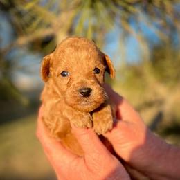 Buttercup - Apricot male Poodle puppy in Peyton, Colorado from Fuzzybottoms Ranch LLC