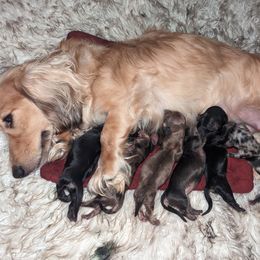 Dachshund Puppies from Mainely Doxies