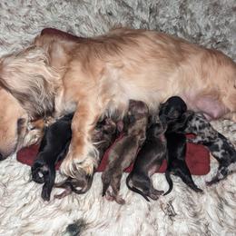 Dachshund Puppies from Mainely Doxies