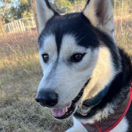 Locke - Siberian Husky