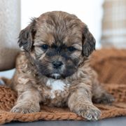 Maltipoo, Shichon, and Shihpoo Puppies from Timbercreek Puppies